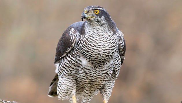 Weil er einem Habicht Alkohol eingeflößt hat, ist ein Mann im US-Bundesstaat Kalifornien wegen ...