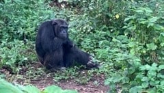 Ein Schimpanse in Uganda, Damit ist Bwindi die einzige bekannte Region der Welt, in der ...