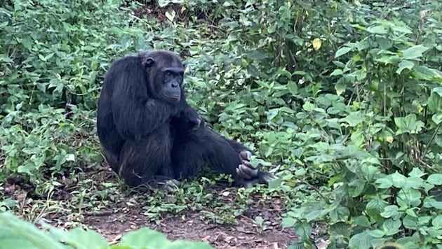 Ein Schimpanse in Uganda, Damit ist Bwindi die einzige bekannte Region der Welt, in der ...