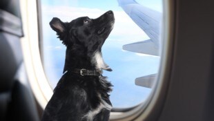 Bisher galt bei den meisten Fluggesellschaften ein Maximalgewicht von acht Kilogramm, nun dürfen ...