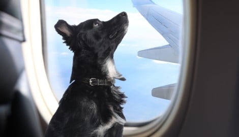 Bisher galt bei den meisten Fluggesellschaften ein Maximalgewicht von acht Kilogramm, nun dürfen ...