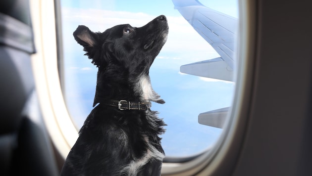 Bisher galt bei den meisten Fluggesellschaften ein Maximalgewicht von acht Kilogramm, nun dürfen ...