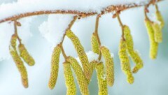 In Wien wurde die Baumhasel häufig gepflanzt. Hier kann der Pollenflug Allergikern noch mehr zu ...