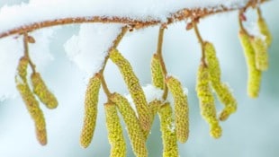 In Wien wurde die Baumhasel häufig gepflanzt. Hier kann der Pollenflug Allergikern noch mehr zu ...