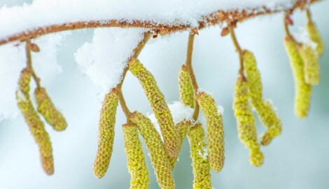 In Wien wurde die Baumhasel häufig gepflanzt. Hier kann der Pollenflug Allergikern noch mehr zu ...