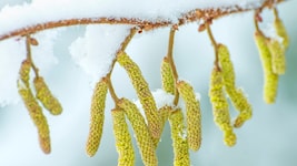 In Wien wurde die Baumhasel häufig gepflanzt. Hier kann der Pollenflug Allergikern noch mehr zu ...