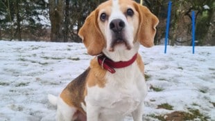 Sir Henry sucht eine Familie.