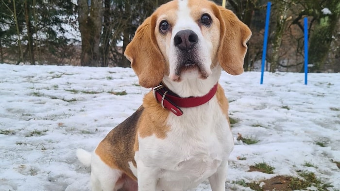 Sir Henry sucht eine Familie.