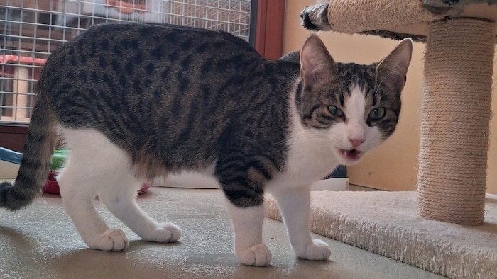 Fränkie will nicht im Tierheim bleiben.