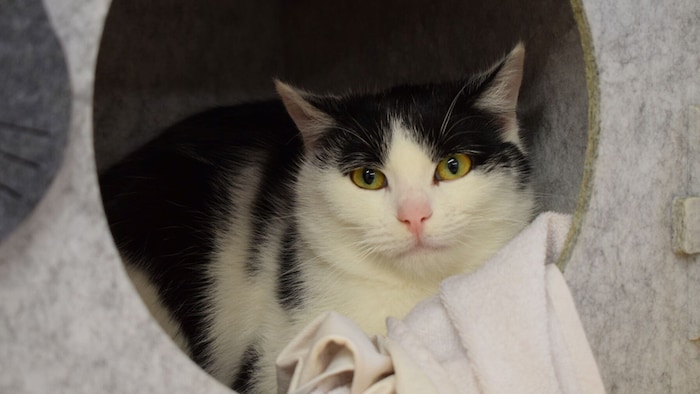 Raban ist Menschen noch nicht so gewöhnt. Der 2025 geborene Kater hätte gern ein Zuhause mit ...