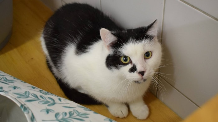 Fabi ist Jahrgang 2025 und eher ein Sensibelchen. Menschen gegenüber ist er scheu und lässt ...