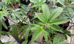 In Kärnten wird an Cannabis in Pillenform geforscht.