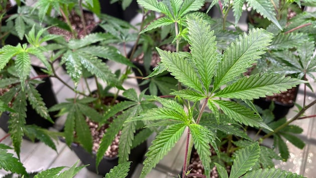 Der Verdächtige hatte das Suchtgift in seinem Garten angebaut