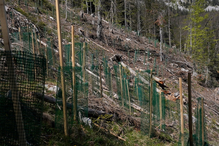 Schutzwälder (Bezirk Kufstein) werden wiederbewaldet.