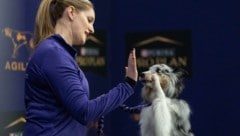 Menschen haben das Hundegehirn maßgeblich verändert – und die Vierbeiner zu sozialeren und ...