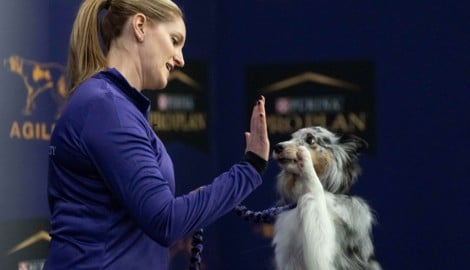Menschen haben das Hundegehirn maßgeblich verändert – und die Vierbeiner zu sozialeren und ...
