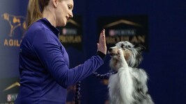 Menschen haben das Hundegehirn maßgeblich verändert – und die Vierbeiner zu sozialeren und ...