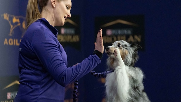 Menschen haben das Hundegehirn maßgeblich verändert – und die Vierbeiner zu sozialeren und ...