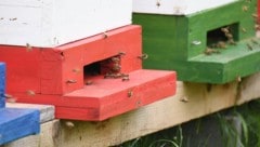 20.000 bis 50.000 Bienen bilden ein Volk. Mit den zwei Stöcken hat der Dieb also Abertausende ...