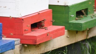 20.000 bis 50.000 Bienen bilden ein Volk. Mit den zwei Stöcken hat der Dieb also Abertausende ...