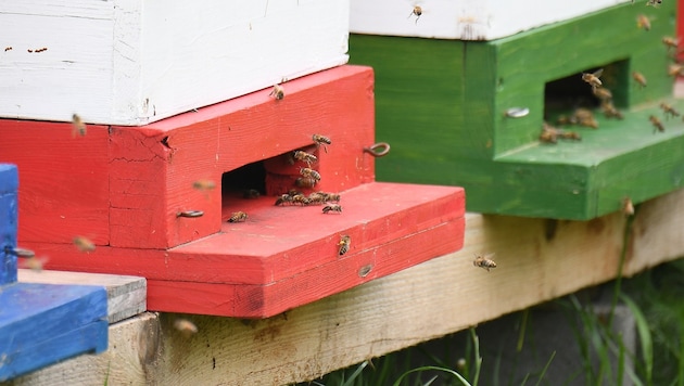 20.000 bis 50.000 Bienen bilden ein Volk. Mit den zwei Stöcken hat der Dieb also Abertausende ...