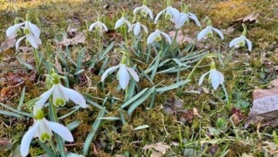 In den heimischen Gemeinden blüht derzeit die Natur auf. 