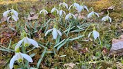 In den heimischen Gemeinden blüht derzeit die Natur auf. 
