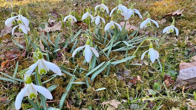 In den heimischen Gemeinden blüht derzeit die Natur auf.