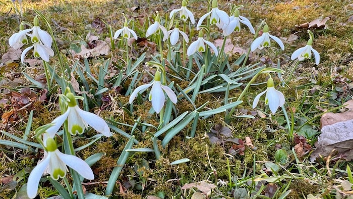 Schneeglöckchen zählen ebenfalls zu den ersten Frühlingsblumen