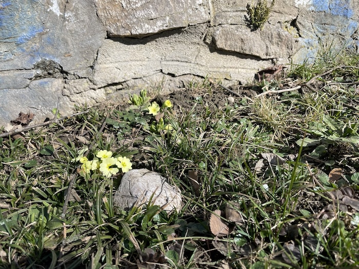Zart recken sich Primeln der Sonne entgegen