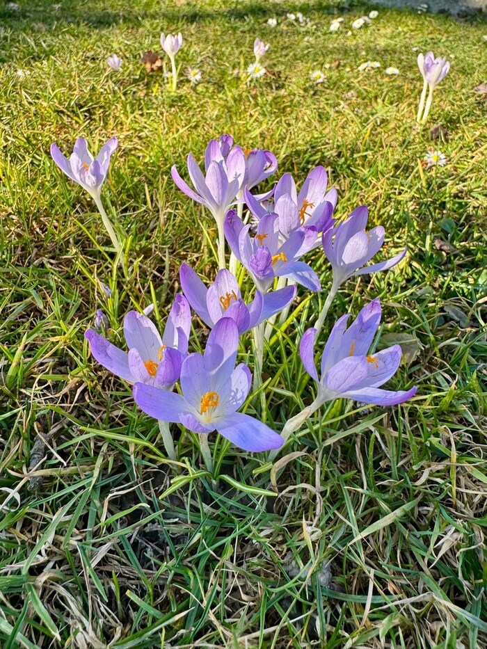 Krokusse und Gänseblümchen sind vielerorts bereits aufgeblüht