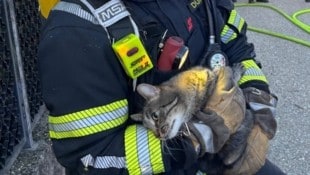 Die vermisste Katze konnte wenig später von den Einsatzkräften eingefangen und gerettet werden.