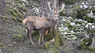 Weil ein Hirsch (Symbolbild) ihm regelmäßig Siloballen aufriss, schoss ein Bauer das Tier ab – ...