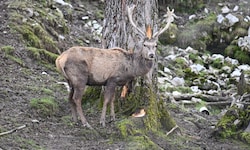 Weil ein Hirsch (Symbolbild) ihm regelmäßig Siloballen aufriss, schoss ein Bauer das Tier ab – ...