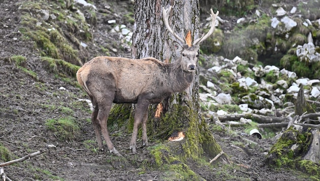 Weil ein Hirsch (Symbolbild) ihm regelmäßig Siloballen aufriss, schoss ein Bauer das Tier ab – ...