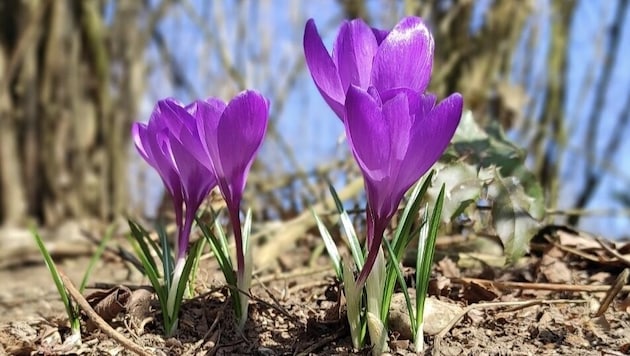 Die tiefvioletten Krokusblüten kündigen den Frühling an