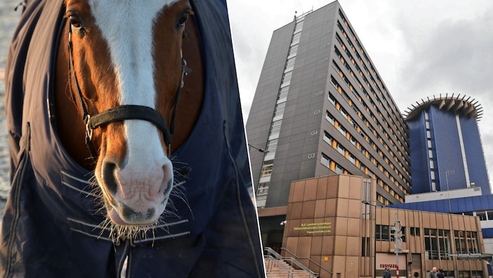 In Assling ereignete sich der fatale Unfall mit dem Pferd. Vater und Sohn wurden in die ...