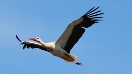 Nach dem langen Flug ist der erste Meister Adebar in Marchegg gelandet.