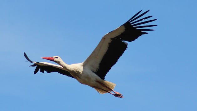 Nach dem langen Flug ist der erste Meister Adebar in Marchegg gelandet.