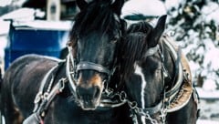 Weil zwei Kutschpferde (hier ein Symbolbild) durchgingen, kam es zu dem Unfall. Eines der Tiere ...