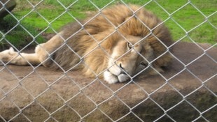 Ein Löwe im geschlossenen Privatzoo Kamo Wildlife Sanctuary