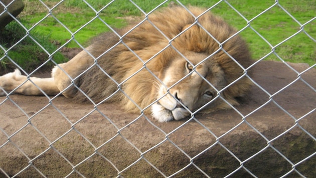 Ein Löwe im geschlossenen Privatzoo Kamo Wildlife Sanctuary