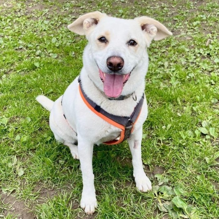 Spielfreudige Gina wartet schon so lange.