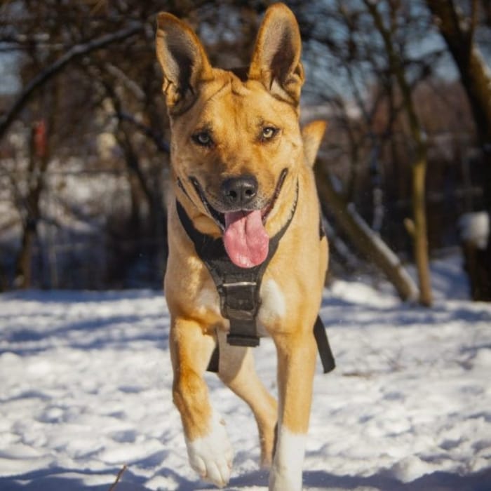 Gemütlicher Einzelplatz für Balu gesucht.