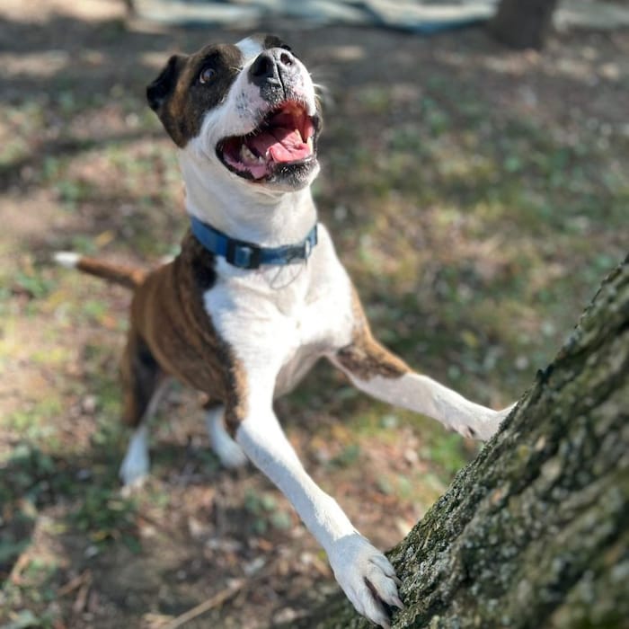 Wer wird Freddie ein guter Besitzer?