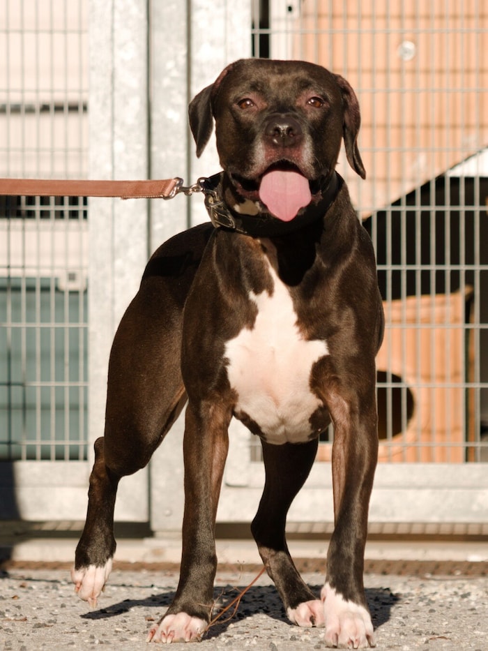 Liebevoller Riese Pablo