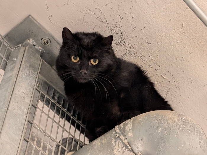 Die schöne Laika braucht einen ruhigen Rückzugsort mit verlässlicher Fütterung.