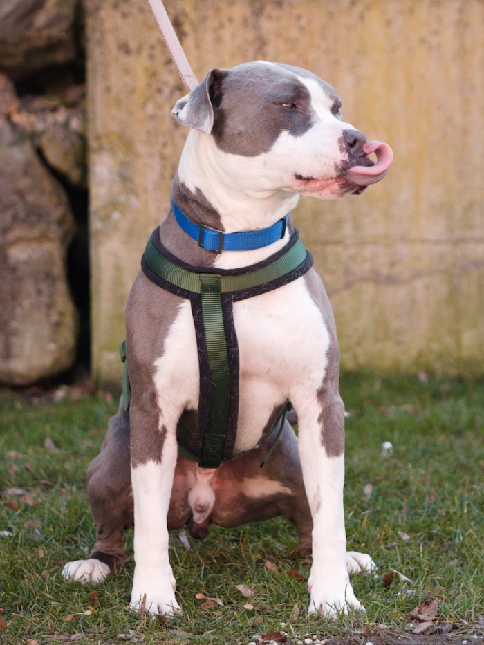 Wer geht mit mir in die Hundeschule?