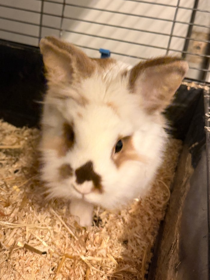 Balu träumt nach dem Tod der Gefährtin von neuem Glück.