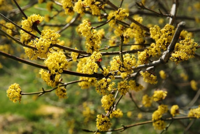 Erste Farbtupfer im Frühling